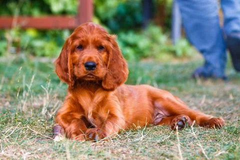 Irish setter Stock Photos