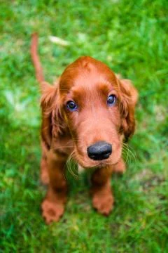 Irish setter Stock Photos