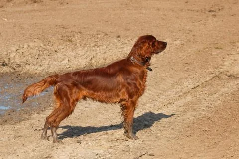 Irish setter Stock Photos