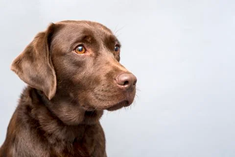 Irish Setter Stock Photos