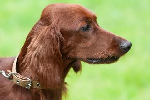 Irish setter Stock Photos