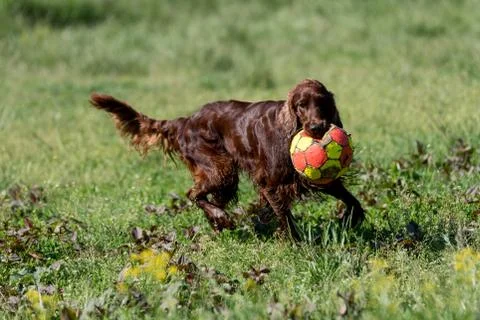 Irish setter playing with ball,selective focus on the dog Stock Photos