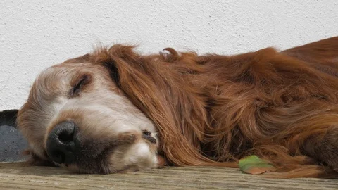 Irish Setter Sleeping in the Sun 스톡 동영상 90545884