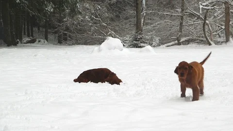 Irish Setters in the winter forest 1 Stock Footage 101054724