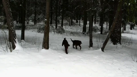 Irish Setters in the winter forest 10 Stock Footage 101054780