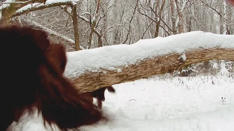 Irish Setters in the winter forest 11 Stock Footage 101054854