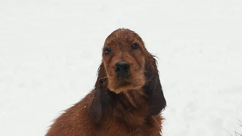Irish Setters in the winter forest 12 Stock Footage 101054811
