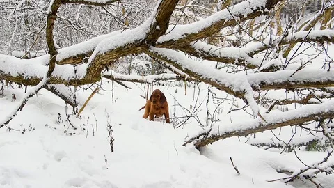Irish Setters in the winter forest 13 Stock Footage 101054889