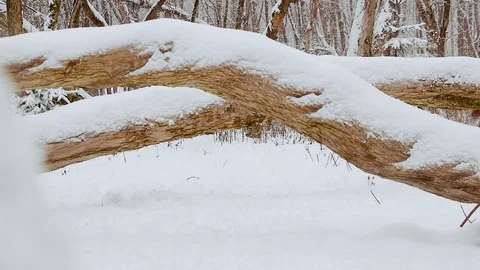 Irish Setters in the winter forest 15 Stock Footage 101054903