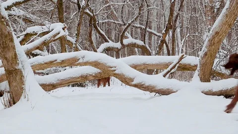 Irish Setters in the winter forest 16 Stock Footage 101054970