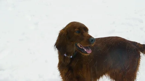 Irish Setters in the winter forest 17 Stock Footage 101054872