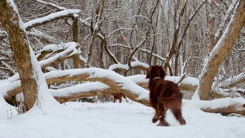 Irish Setters in the winter forest 19 Stock Footage 101054964