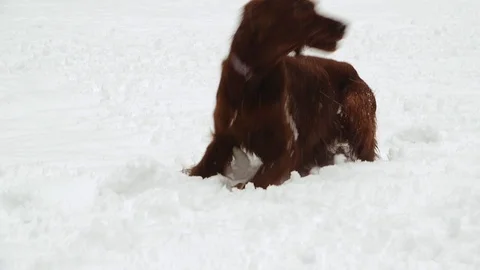 Irish Setters in the winter forest 2 Stock Footage 101054666