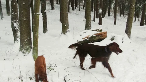 Irish Setters in the winter forest 20 Stock Footage 101054969