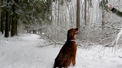 Irish Setters in the winter forest 21 Stock Footage 101054977