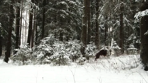 Irish Setters in the winter forest 22 Stock Footage 101054994