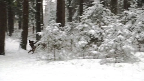 Irish Setters in the winter forest 23 Stock Footage 101055015