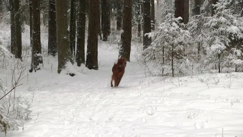 Irish Setters in the winter forest 24 Stock Footage 101055043