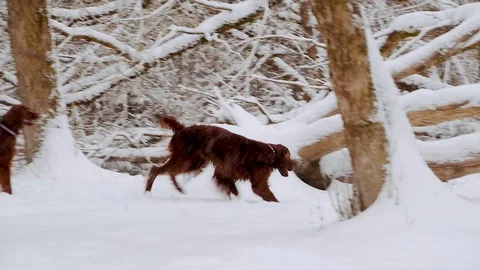Irish Setters in the winter forest 25 Stock Footage 101055027