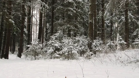 Irish Setters in the winter forest 26 Stock Footage 101055032