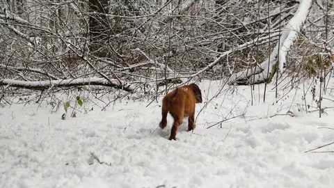 Irish Setters in the winter forest 27 Stock Footage 101055050