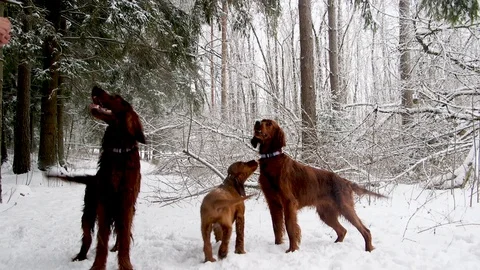 Irish Setters in the winter forest 28 Stock Footage 101055054