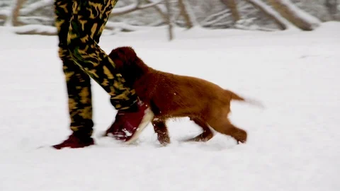 Irish Setters in the winter forest 3 Stock Footage 101054641