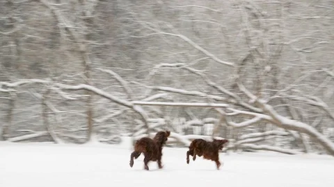 Irish Setters in the winter forest 4 Stock Footage 101054614
