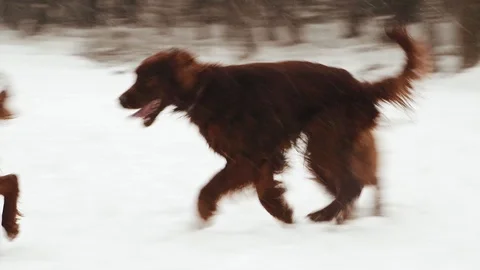 Irish Setters in the winter forest 5 Stock Footage 101054739
