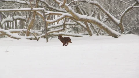 Irish Setters in the winter forest 6 Stock Footage 101054710