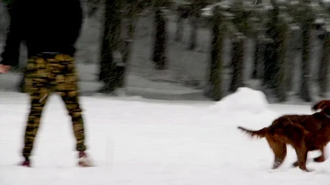 Irish Setters in the winter forest 7 Stock Footage 101054795