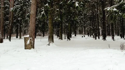 Irish Setters in the winter forest 8 Stock Footage 101054783