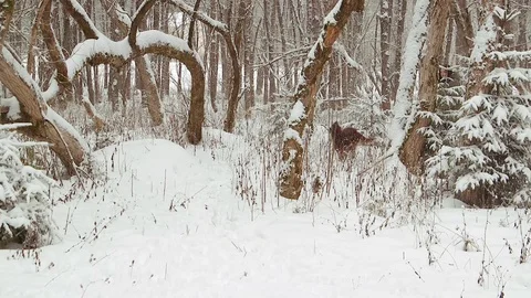 Irish Setters in the winter forest 9 Stock Footage 101054804