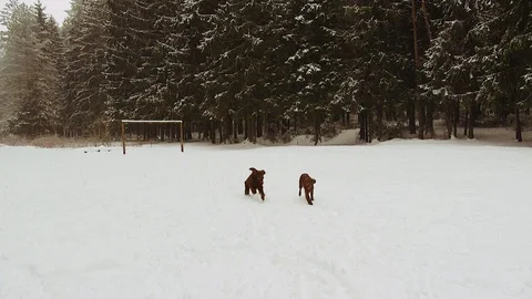 Irish Setters in the winter forest Stock Footage 101054656