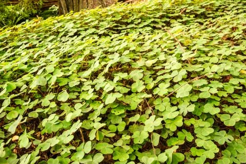 Irish Shamrocks Stock Photos