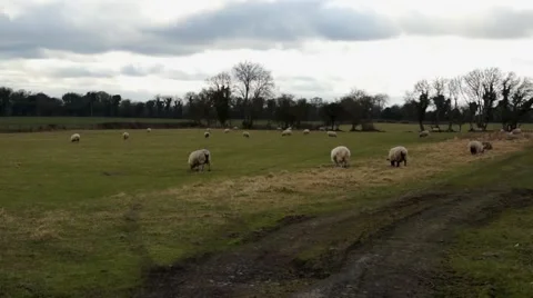 Irish Sheep Video stock 46627525