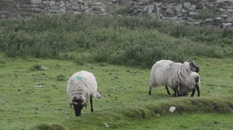 Irish Sheep Stock Footage 64299027