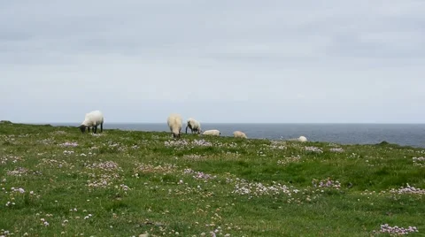 Irish Sheep, Ireland Stock Footage 66375191