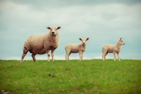 Irish Sheep Stock Photos