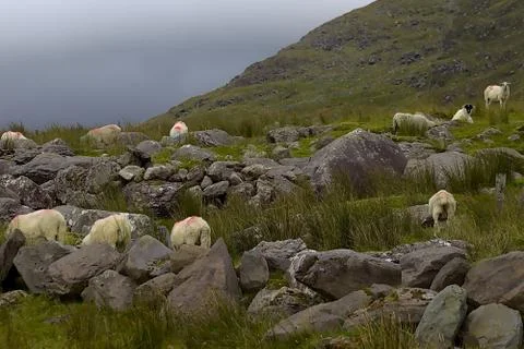 Irish sheep Stock Photos