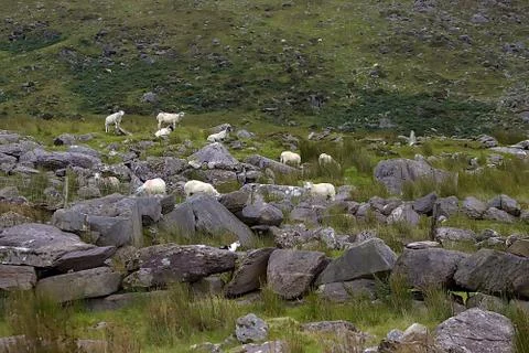 Irish sheep Stock Photos