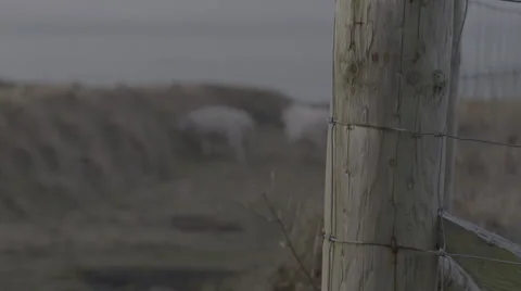 Irish sheep rack focus Stock-Footage 62744375