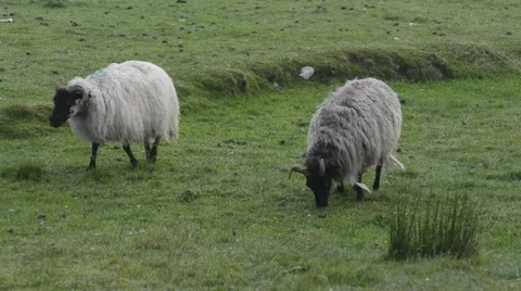 Irish Sheep on the windy meadow Stock Footage 64298797