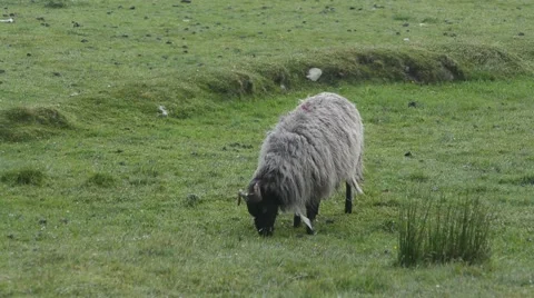 Irish Sheep on the windy meadow Stock Footage 64298838