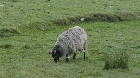 Irish Sheep on the windy meadow Stock Footage 64298996