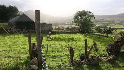 Irish sheeps Stock-Footage 71854675
