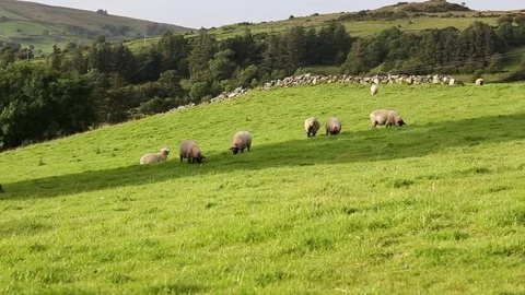 Irish sheeps Stock Footage 71855450