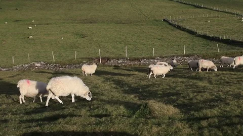 Irish Sheeps Stock-Footage 103401515