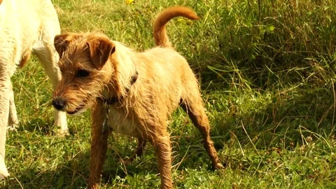 Irish Terrier 01 Stock Footage 92994822