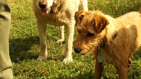 Irish Terrier 02 Stock Footage 92994683